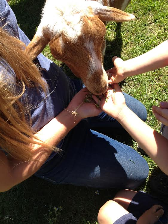 Children feeding goat